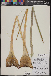 Hesperoyucca newberryi image