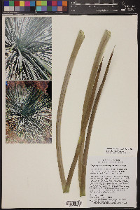 Hesperoyucca newberryi image