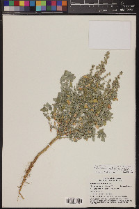 Chenopodium sonorense image