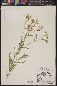 Mentzelia longiloba var. yavapaiensis image