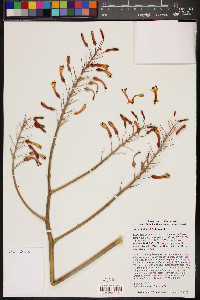 Aloe chabaudii image