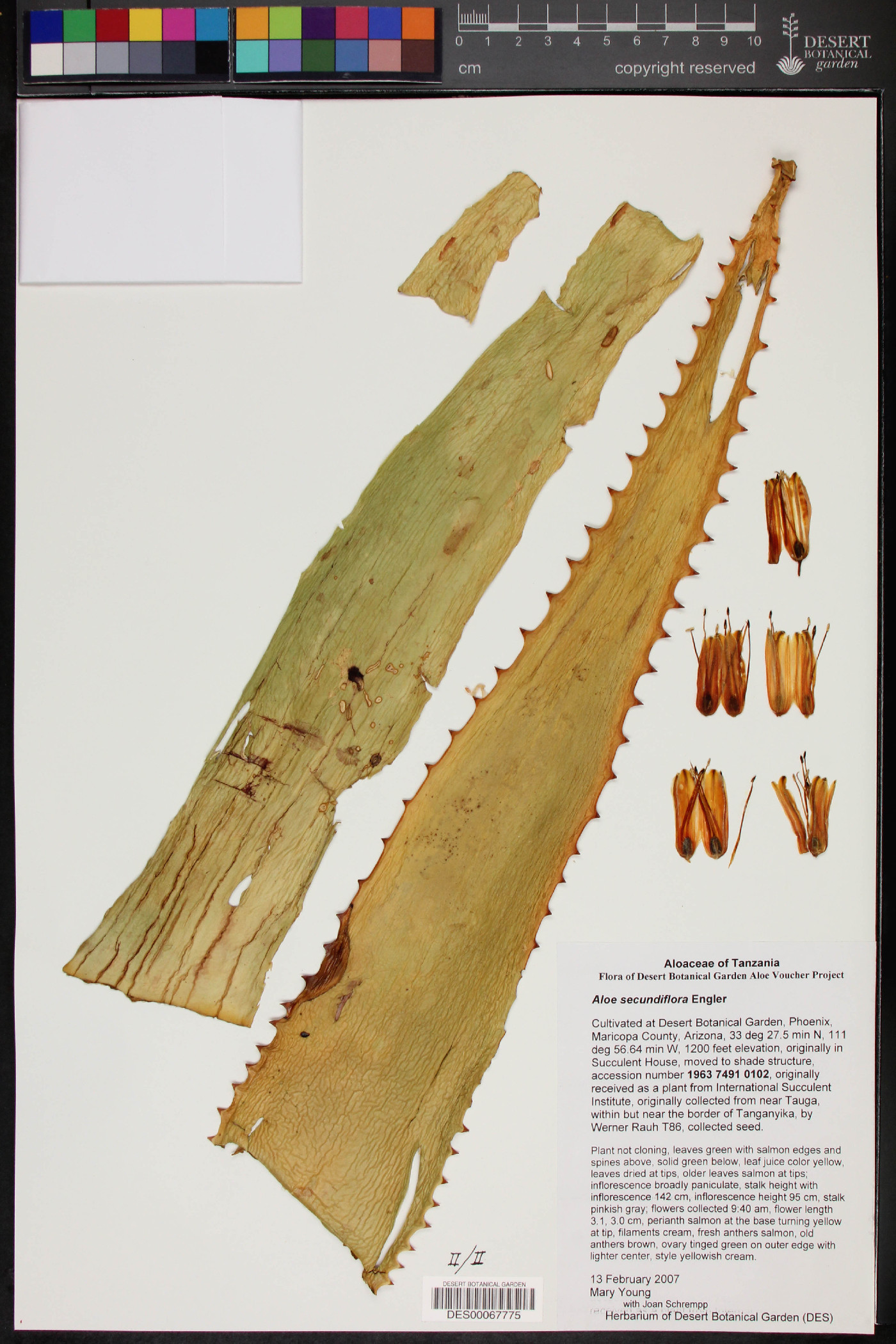 Aloe secundiflora image