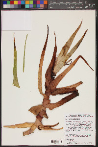 Image of Aloe andongensis