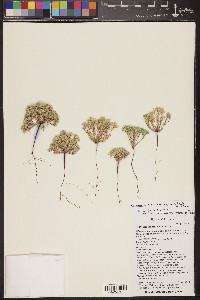 Cryptantha gracilis image