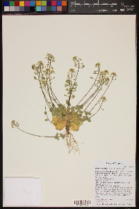 Draba cuneifolia image