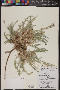 Astragalus mollissimus var. thompsoniae image