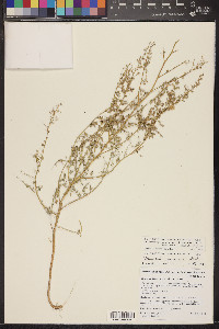 Chenopodium sonorense image