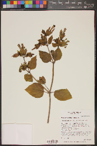 Mirabilis multiflora image