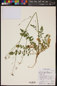 Camissonia walkeri image