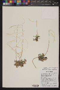 Boechera perennans image