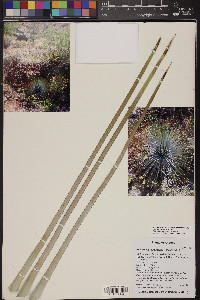 Hesperoyucca newberryi image