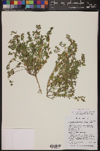 Acmispon maritimus var. brevivexillus image