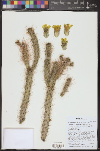 Cylindropuntia abyssi image