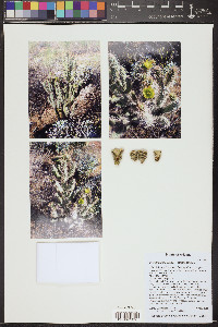 Cylindropuntia abyssi image