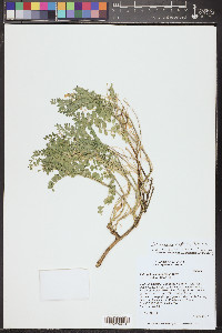 Astragalus oophorus image