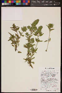 Dracocephalum parviflorum image