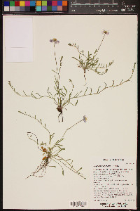 Erigeron flagellaris image