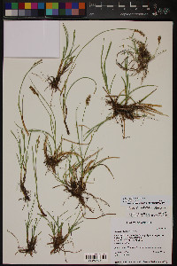 Carex agrostoides image