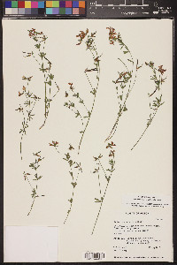 Acmispon utahensis image