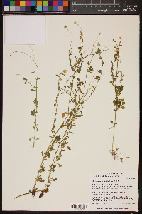 Erigeron lobatus image