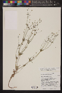 Eriogonum pharnaceoides image