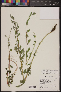 Chenopodium fremontii image