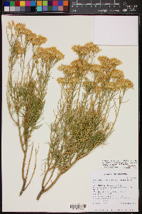 Ericameria nauseosa var. graveolens image