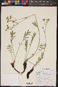 Potentilla crinita image