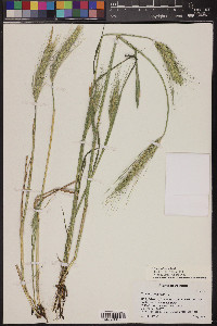 Triticum aestivum image