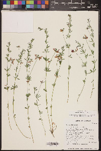 Acmispon utahensis image