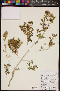 Mentzelia cronquistii image