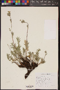 Potentilla crinita image