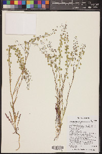 Thysanocarpus curvipes image