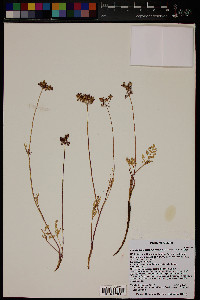 Pseudocymopterus montanus image