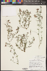 Acmispon utahensis image