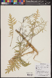 Sisymbrium altissimum image