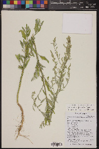 Chenopodium pratericola image