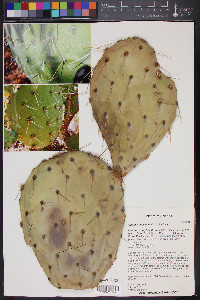 Opuntia engelmannii image