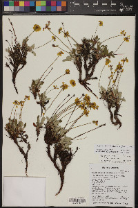 Eriogonum arcuatum image