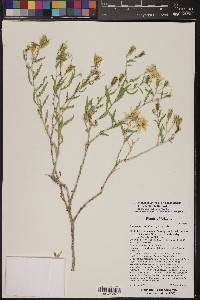 Mentzelia longiloba var. yavapaiensis image