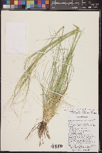 Hesperostipa comata image