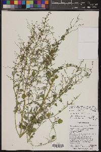 Chenopodium sonorense image