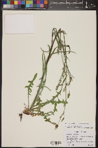 Lactuca graminifolia image