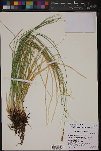 Carex agrostoides image