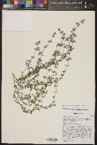 Hedeoma nana subsp. macrocalyx image