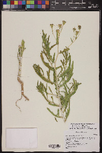 Mentzelia longiloba var. yavapaiensis image