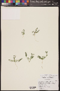 Acmispon strigosus image