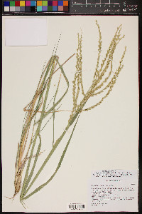 Disakisperma dubium image