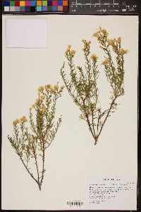 Ericameria linearifolia image