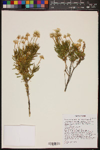 Ericameria linearifolia image